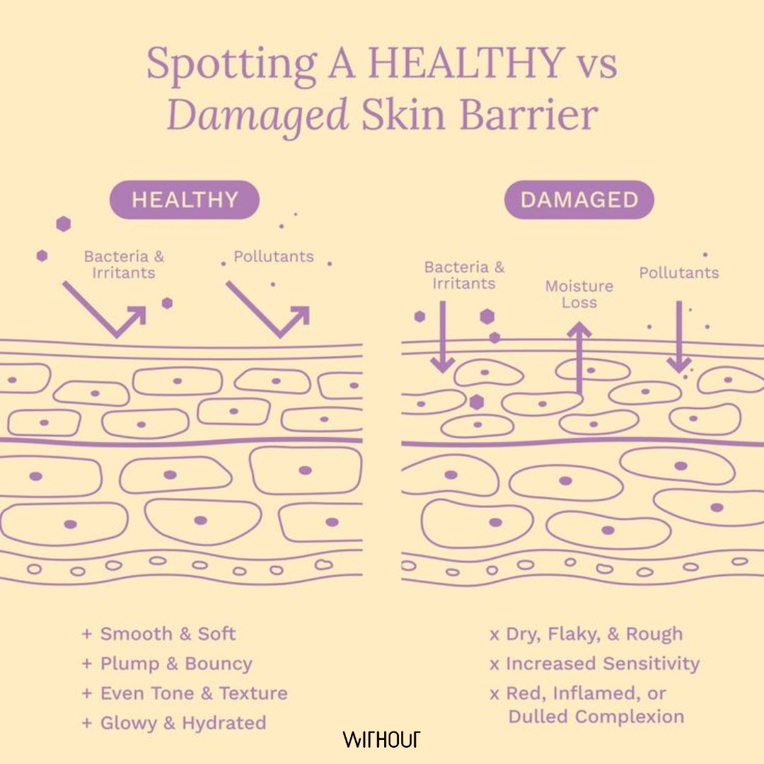 How to Strengthen Your Skin Barrier for Healthier, Resilient Skin