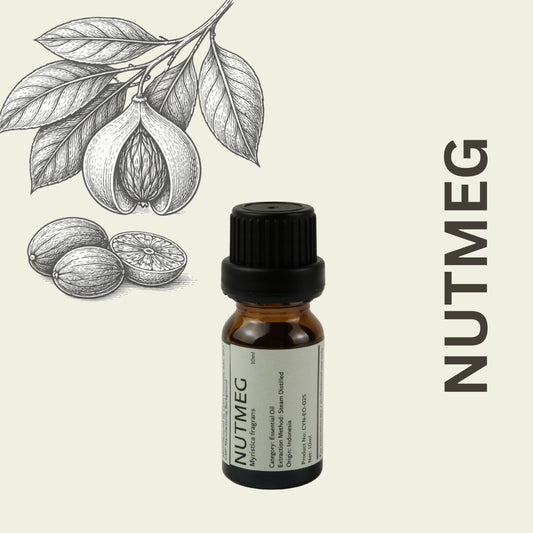 Cylin-Lab-Pure-Nutmeg-Myristica-fragrans-Essential-Oil-Indonesia-Origin-Malaysia-Supplier