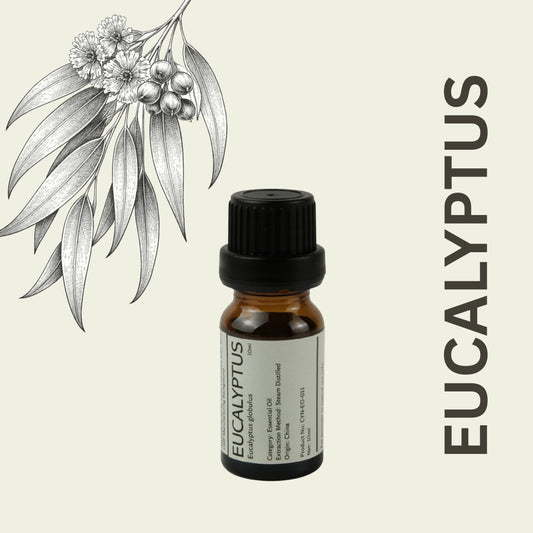 Cylin-Lab-Pure-Eucalyptus-globulus-Essential-Oil-China-Origin-Malaysia-Supplier