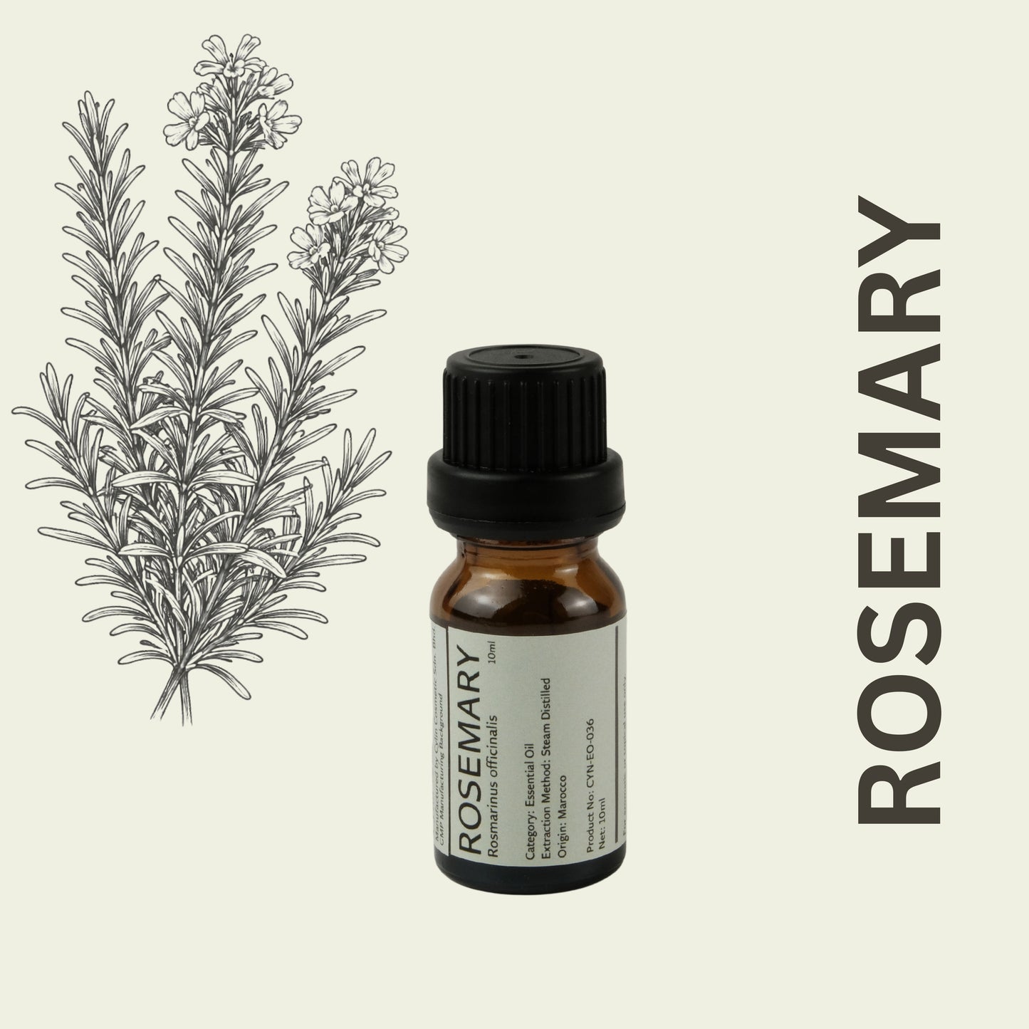 Cylin-Lab-Pure-Rosemary-Essential-Oil-Morocco-Origin-Malaysia-Supplier