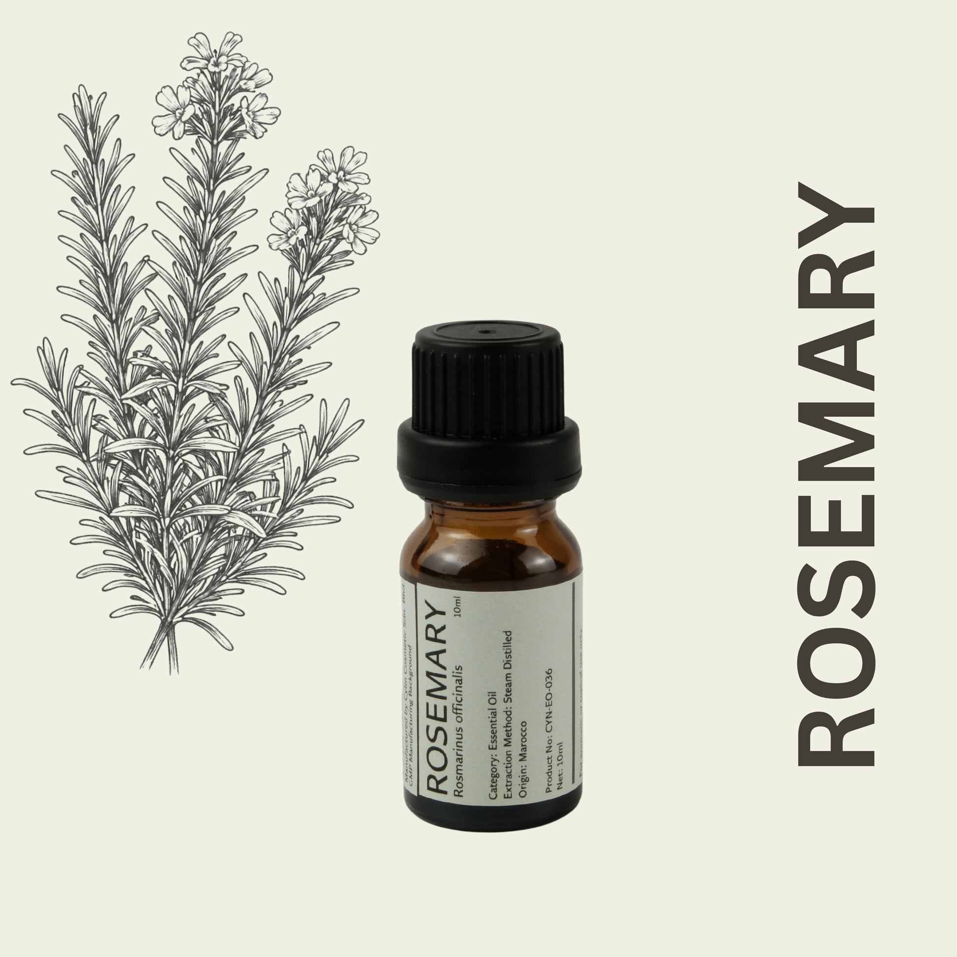 Cylin-Lab-Pure-Rosemary-Essential-Oil-Morocco-Origin-Malaysia-Supplier