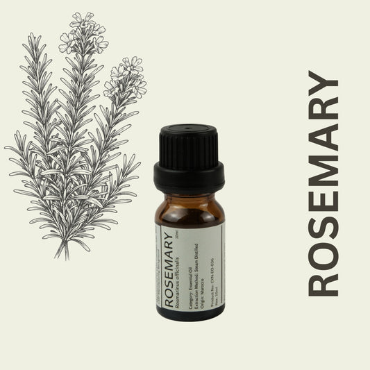 Cylin-Lab-Pure-Rosemary-Essential-Oil-Morocco-Origin-Malaysia-Supplier