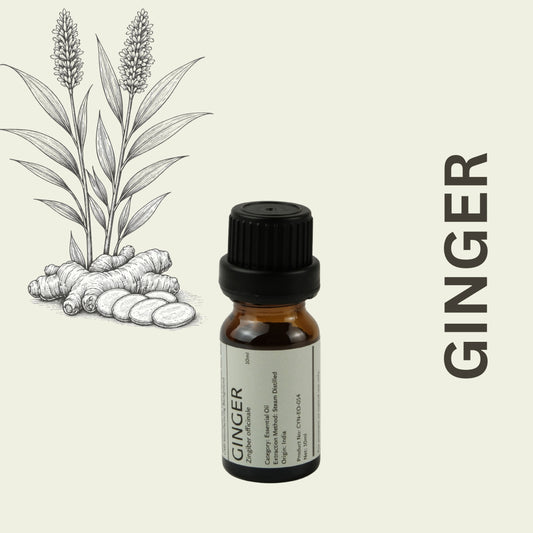 Cylin-Lab-Pure-Ginger-Essential-Oil-India-Origin-Malaysia-Supplier