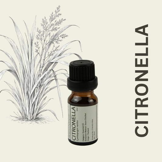 Cylin-Lab-Pure-Citronella-Cymbopogon-nardus-Essential-Oil-Thailand-Origin-Malaysia-Supplier