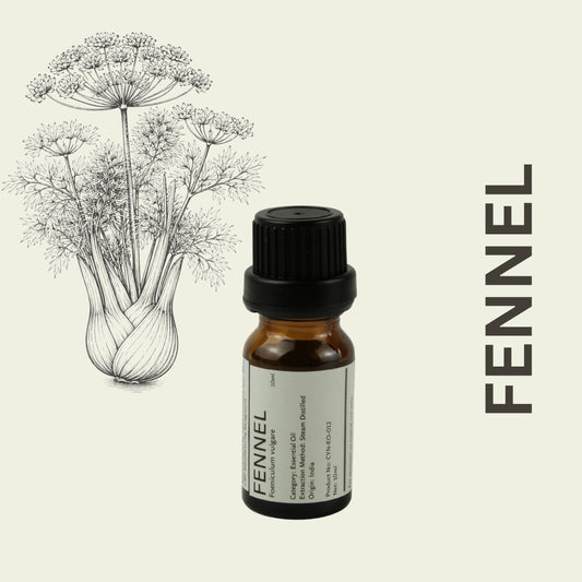 Cylin-Lab-Pure-Fennel-Foeniculum-vulgare-Essential-Oil-India-Origin-Malaysia-Supplier