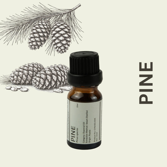 Cylin-Lab-Pure-Pine-Pinus-species-Essential-Oil-Russia-Origin-Malaysia-Supplier
